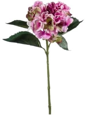 Light Purple/Green