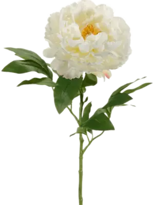 Cream