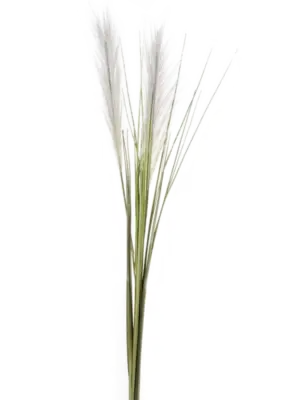 Grass Cream