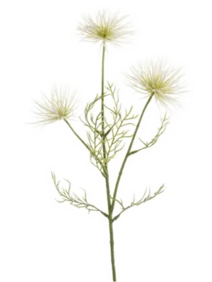 Cream