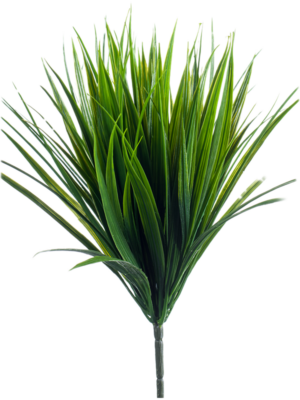 Bush