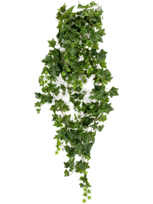 Hanging Bush