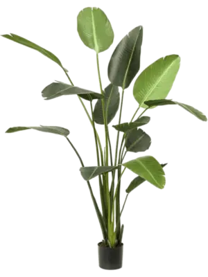 Tuff (2 Teile 13 lvs.)