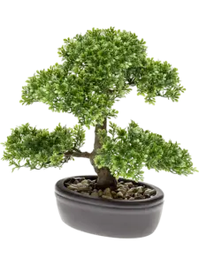 Ficus