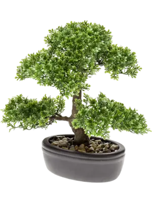 Bonsai