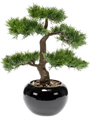 Bonsai