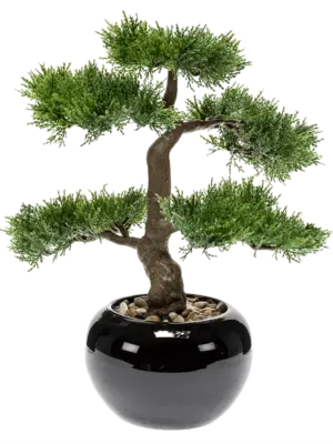 Bonsai