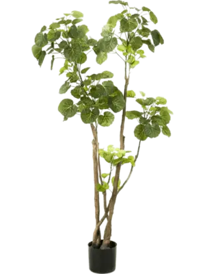 Verzweigt (192 lvs.)