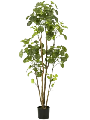 Verzweigt (279 lvs.)