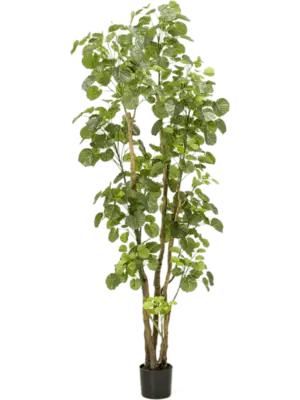 Verzweigt (591 lvs.)