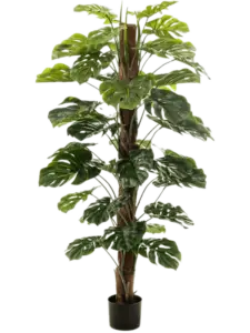 Monstera
