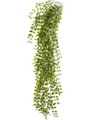 Hanging Busch