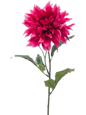 Fuchsia