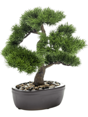Bonsai