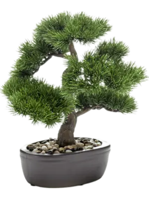 Bonsai