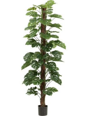 Säule (72 lvs.)