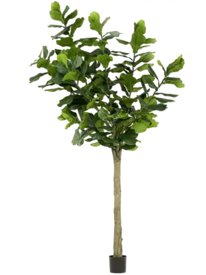 Verzweigt (184 lvs.)