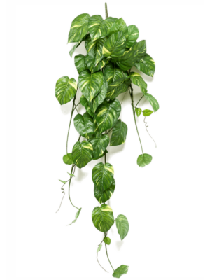 Hanging Busch