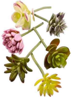 Assortment of 6 Colours