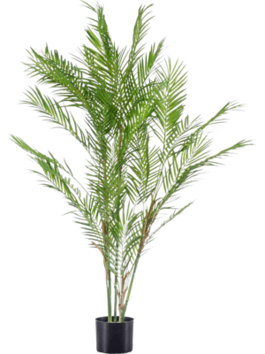 Palme