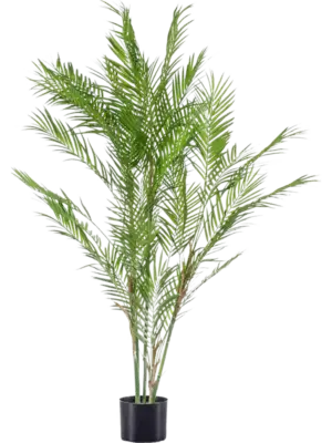 Palme