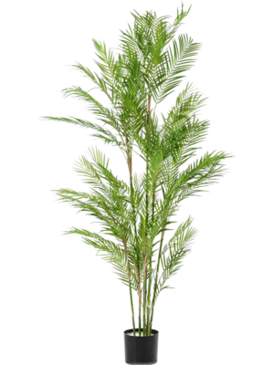 Palme