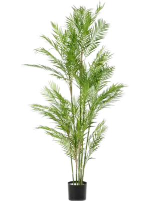 Palme
