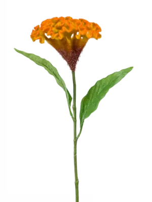 Yellow/ Orange