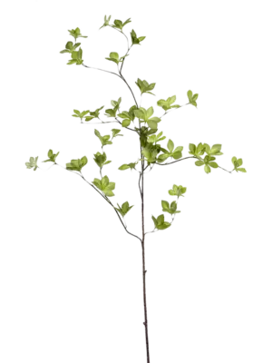 Zweig Green
