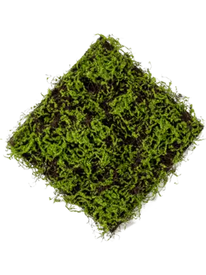 Moss Green/Brown Matte