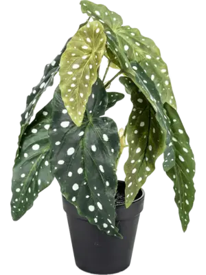Busch Green