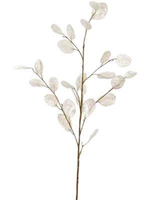 Spray Cream