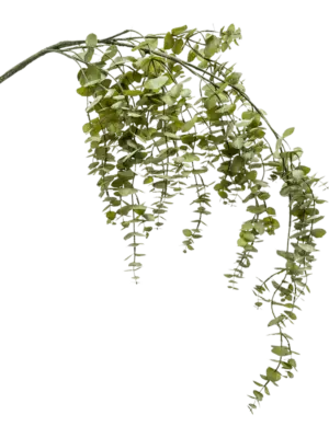 Hanging Vine