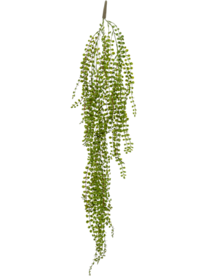 Hanging Bush
