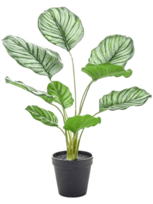 Orbifolia 45cm in pot