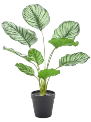 Orbifolia 45cm in pot