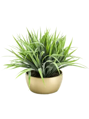 Bush in Pearlgold Bowl