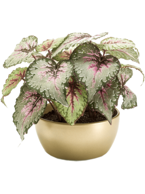 Grey/Pink in Pearlgold Bowl