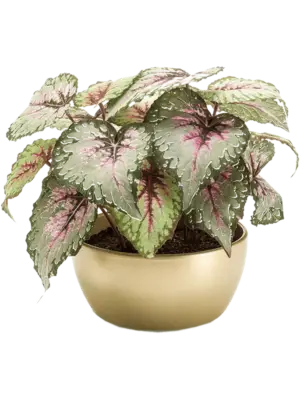 Grey/Pink in Pearlgold Bowl