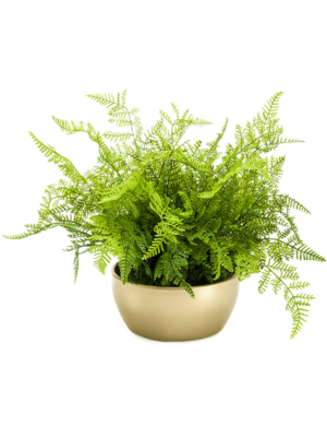 Green in Pearlgold Bowl