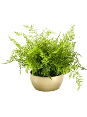 Green in Pearlgold Bowl