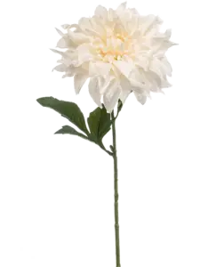 Dahlia