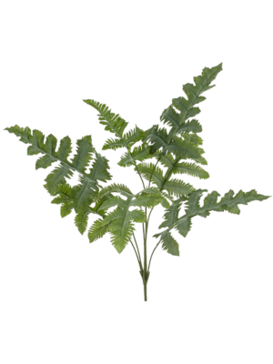Bush