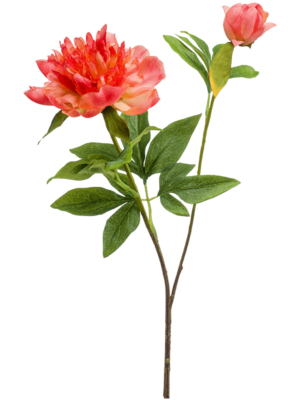Coral