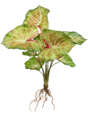 Anthurium