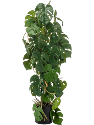 Bush