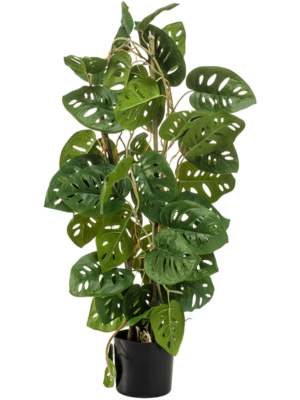 Bush