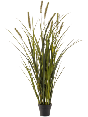 Bush