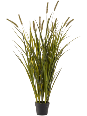 Bush