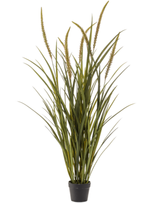 Bush